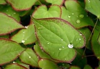 ترکیب HornyGoat Weed (Barrenwort) با نام علمی Epimedium