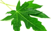 برگ گیاه پاپایا از تبدیل کربوهیدرات به چربی جلوگیری می کند